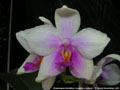 Photo : Phalaenopsis Harriettiae