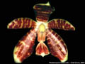 Photo : Phalaenopsis Ambocata