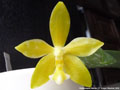 Photo : Phalaenopsis Mambo