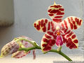 Photo : Phalaenopsis Macassar