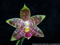 Photo : Phalaenopsis Frenchy's Plastic Yellow