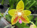 Photo : Phalaenopsis Flores Gold