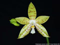Photo : Phalaenopsis Jeanette Lindner