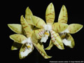 Photo : Phalaenopsis Jeanette Lindner