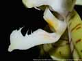 Photo : Phalaenopsis Jeanette Lindner