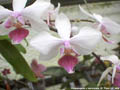 Photo : Phalaenopsis Intermedia