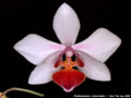 Photo : Phalaenopsis Intermedia