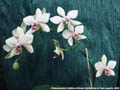 Photo : Phalaenopsis Childhood Dream