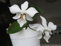 Photo : Phalaenopsis Intermedia