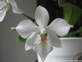 Photo : Phalaenopsis Intermedia