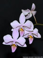 Photo : Phalaenopsis Intermedia