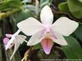 Photo : Phalaenopsis Intermedia