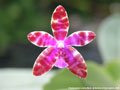 Photo : Phalaenopsis Lovely Marie