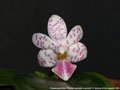 Photo : Phalaenopsis Mini Princess
