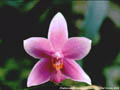 Photo : Phalaenopsis K S Mini Tris