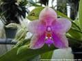 Photo : Phalaenopsis Martina Lippold