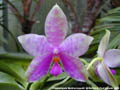 Photo : Phalaenopsis Martina Lippold