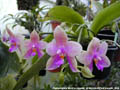 Photo : Phalaenopsis Martina Lippold