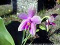 Photo : Phalaenopsis Martina Lippold