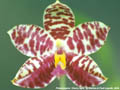 Photo : Phalaenopsis Cherry Spot