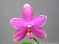 Photo : Phalaenopsis Borneo Star