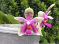 Photo : Phalaenopsis Borneo Belle