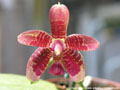 Photo : Phalaenopsis Fuscabell