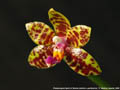 Photo : Phalaenopsis Spirit of Borneo