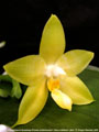Photo : Phalaenopsis Guadalupe Pineda