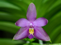 Photo : orchideya.ca