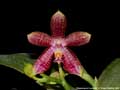 Photo : Phalaenopsis Fuscabell