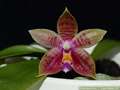 Photo : Phalaenopsis Cecile