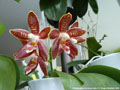 Photo : Phalaenopsis Corning-Ambo
