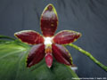Photo : Saphir