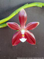 Photo : Phalaenopsis cornu-cervi x speciosa