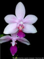 Photo : Phalaenopsis Flores Rose