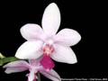 Photo : Phalaenopsis Flores Rose