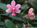 Photo : Phalaenopsis Equiwilson