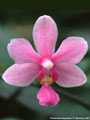 Photo : Phalaenopsis Equiwilson