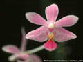 Photo : Phalaenopsis Hiroshima Equmo