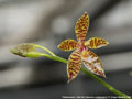 Photo : Phalaenopsis Little Girl