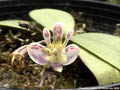 Photo : Phalaenopsis finleyi
