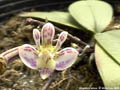 Photo : Phalaenopsis finleyi