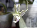 Photo : Phalaenopsis finleyi