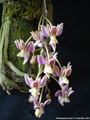 Photo : Phalaenopsis finleyi