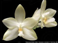 Photo : Phalaenopsis Brother Trekkie