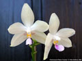 Photo : Phalaenopsis Palace Florastar