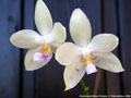 Photo : Phalaenopsis Palace Florastar