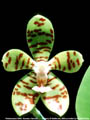 Photo : Phalaenopsis Mirth