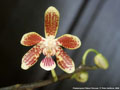Photo : Phalaenopsis Palace Princess